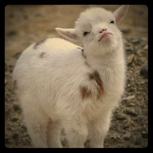 Meet your Posher, Michele